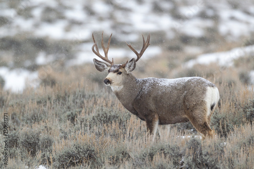 Mule deer buck in late autumn during the rut in Wyoming