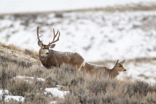 Mule deer buck in late autumn during the rut in Wyoming
