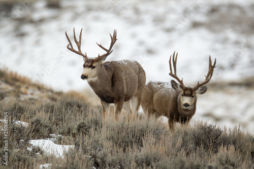 Mule deer buck in late autumn during the rut in Wyoming photo