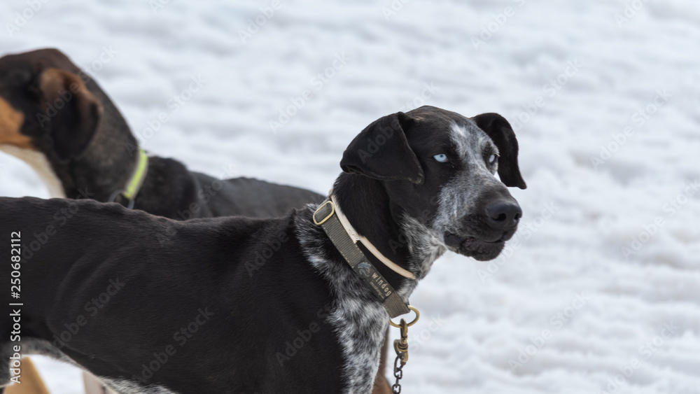 Dog of the weimaraner breed with characteristic blue eyes on the snow Dog of the weimaraner breed with characteristic blue eyes on the snow