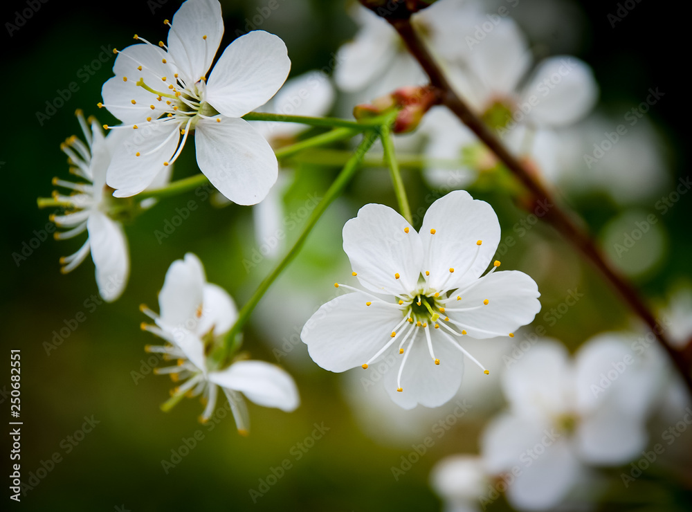 Fototapeta premium Flowers of a Prunus cerasus (sour cherry, tart cherry, or dwarf cherry)