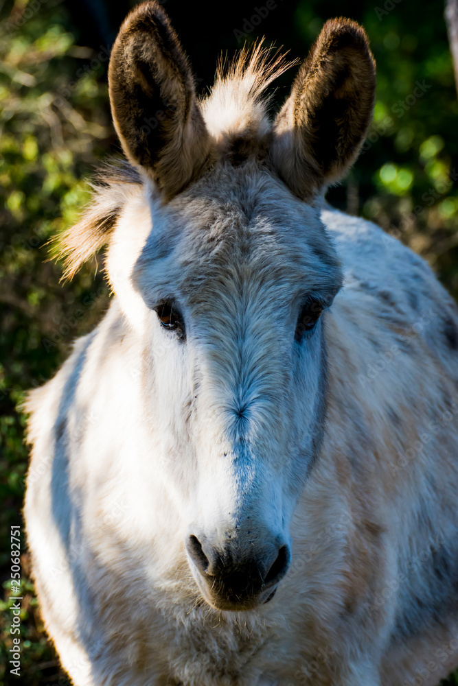 Donkey in the field on a sunny day Donkey in the field on a sunny day