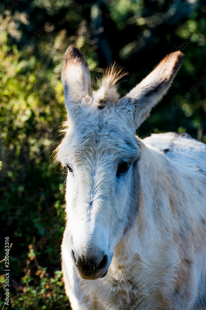 Donkey in the field on a sunny day Donkey in the field on a sunny day