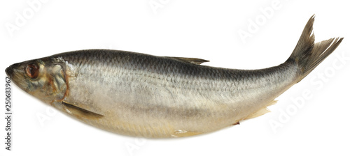 Herring fish isolated on white background