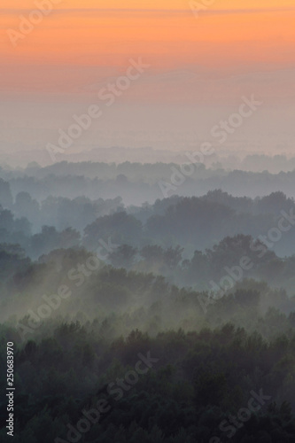 Fototapeta Naklejka Na Ścianę i Meble -  Mystical view from top on forest under haze at early morning. Mist among layers from tree silhouettes in taiga under warm predawn sky. Morning atmospheric minimalistic landscape of majestic nature.