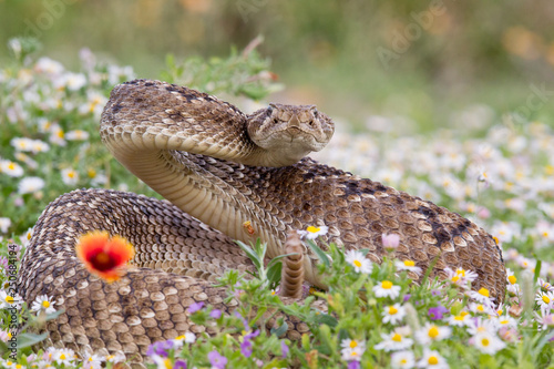 Rattlesnake