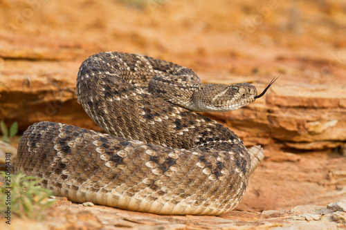 Rattlesnake