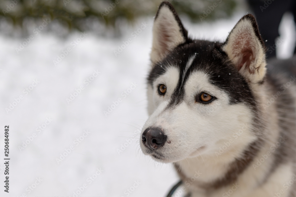 Husky malamute dog on snowy field in winter forest. Pedigree dog lying on the snow