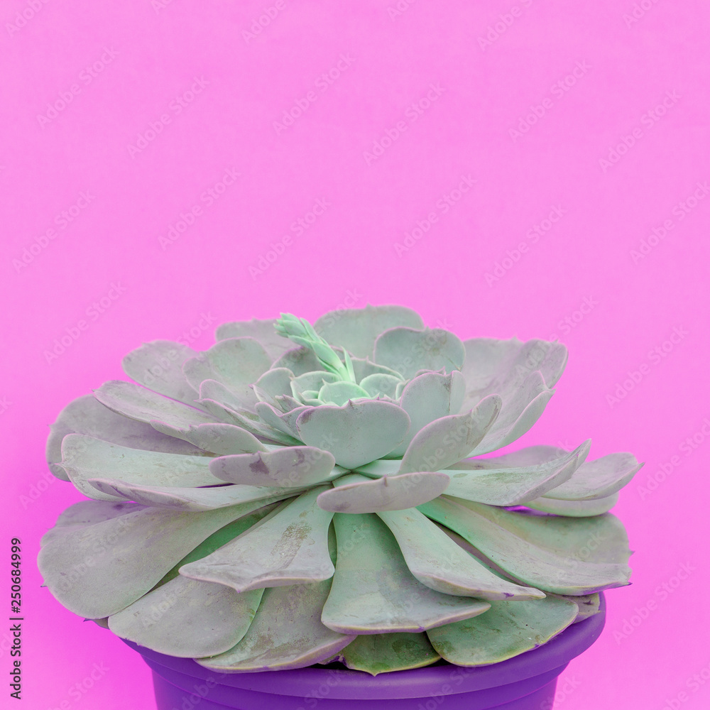Naklejka premium Cacti. Cactus lover concept. Plants on pink concept