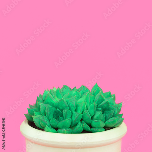 Cacti. Cactus lover concept. Minimal plants on pink art