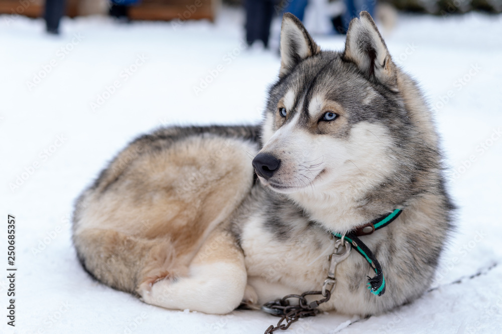 Husky malamute dog on snowy field in winter forest. Pedigree dog lying on the snow
