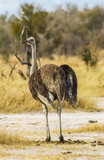 African Ostrich - Hwange National Park