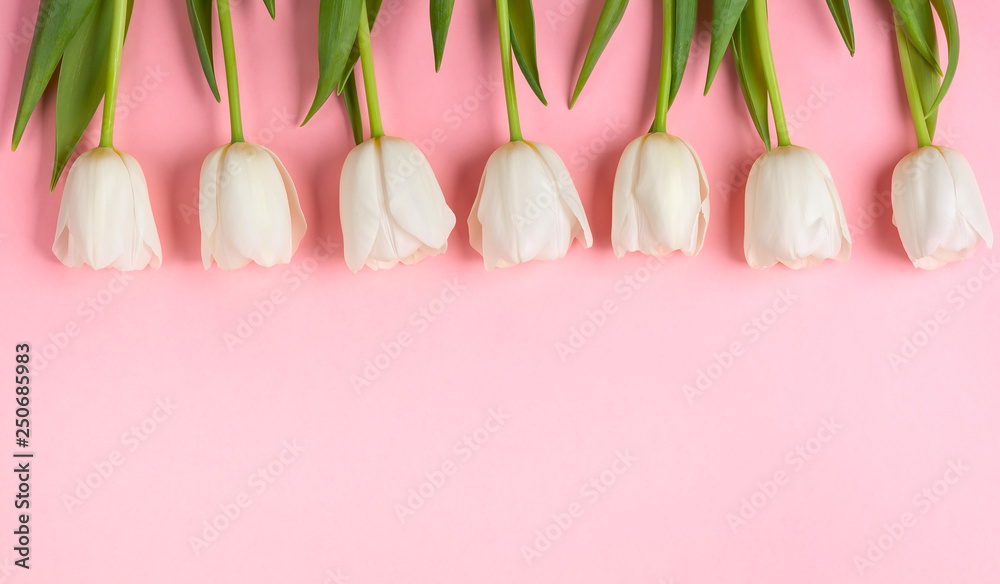 Beautiful white tulips flowers for holiday.