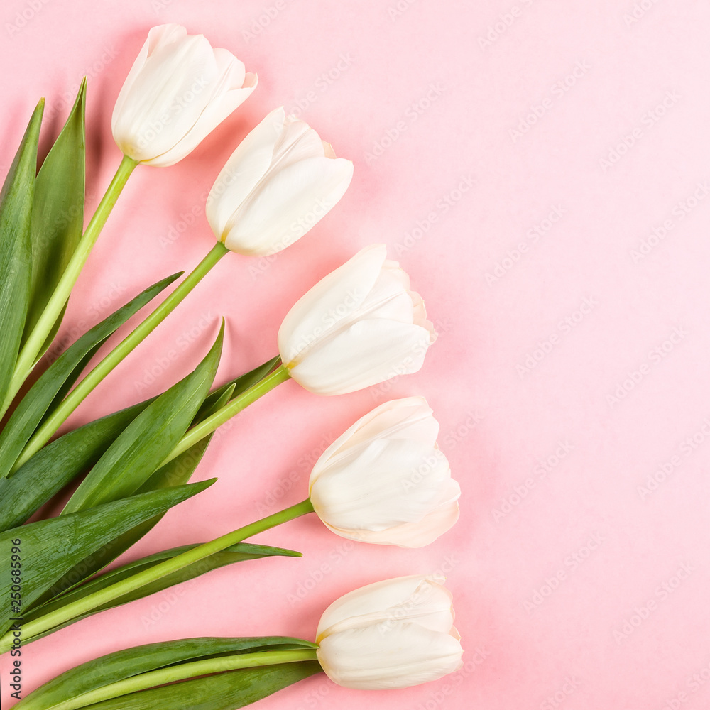 Beautiful white tulips flowers for holiday.