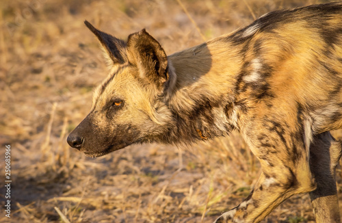 African Wild Dog hunting