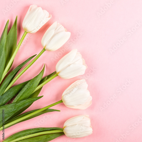Fototapeta Naklejka Na Ścianę i Meble -  Beautiful white tulips flowers for holiday.