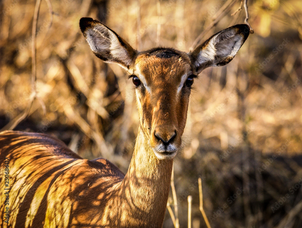 Impala fawn