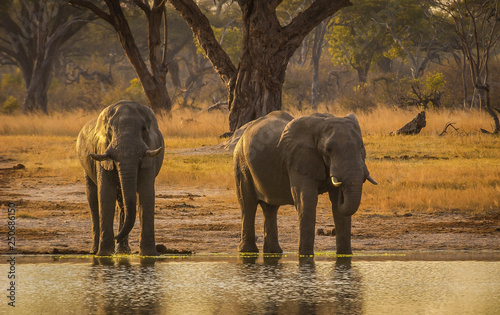 Photography African elephants