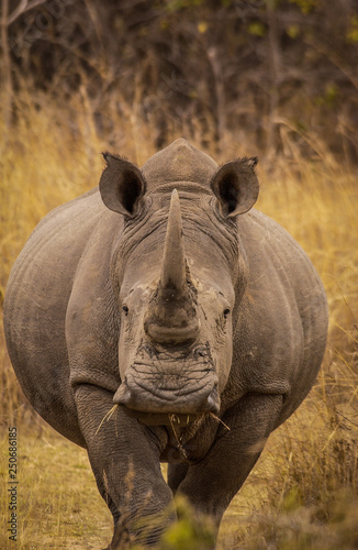 White rhinos of Matopos National Park