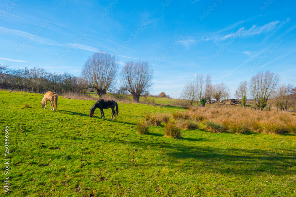 Fototapeta premium Horses in a green meadow on a hill in sunlight in winter