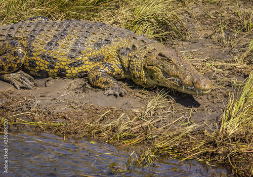 Crocodiles - Chobe River