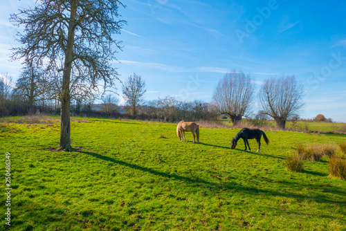 Horses in a green meadow on a hill in sunlight in winter