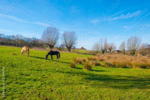 Horses in a green meadow on a hill in sunlight in winter