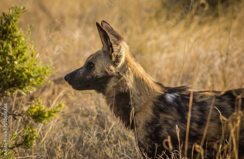 African Wild Dog profile