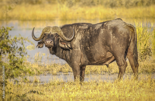 Cape buffalo at waterhole