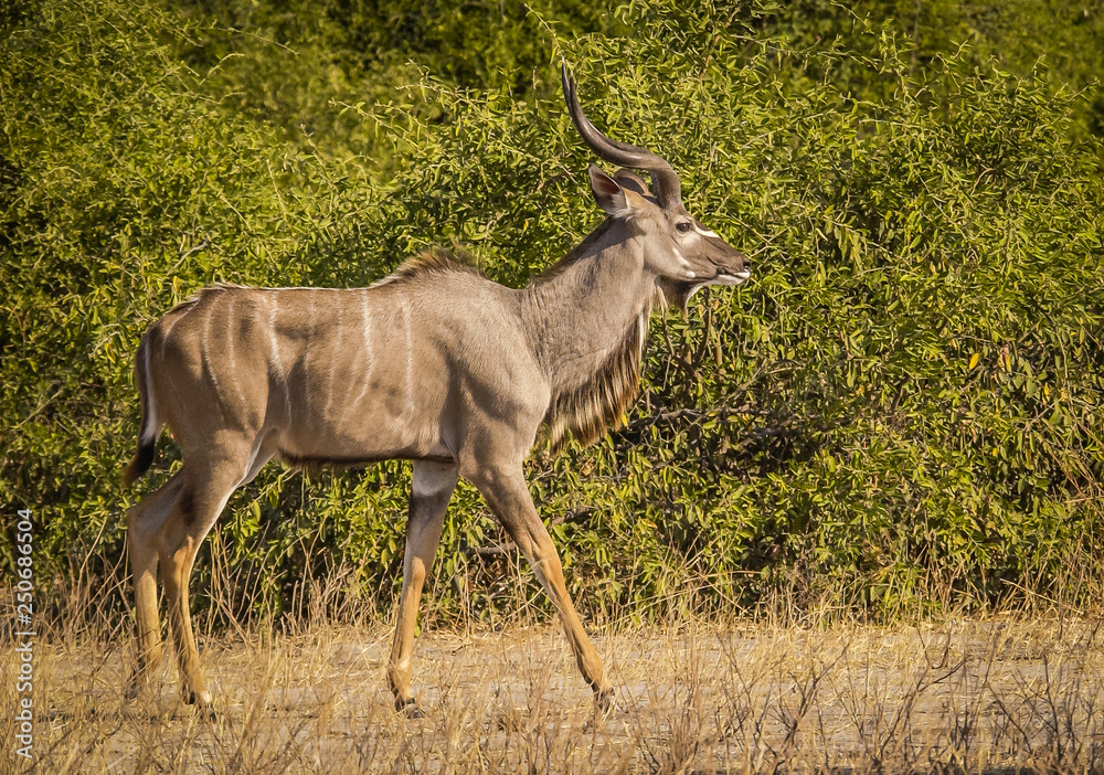Naklejka premium Adult make Kudu
