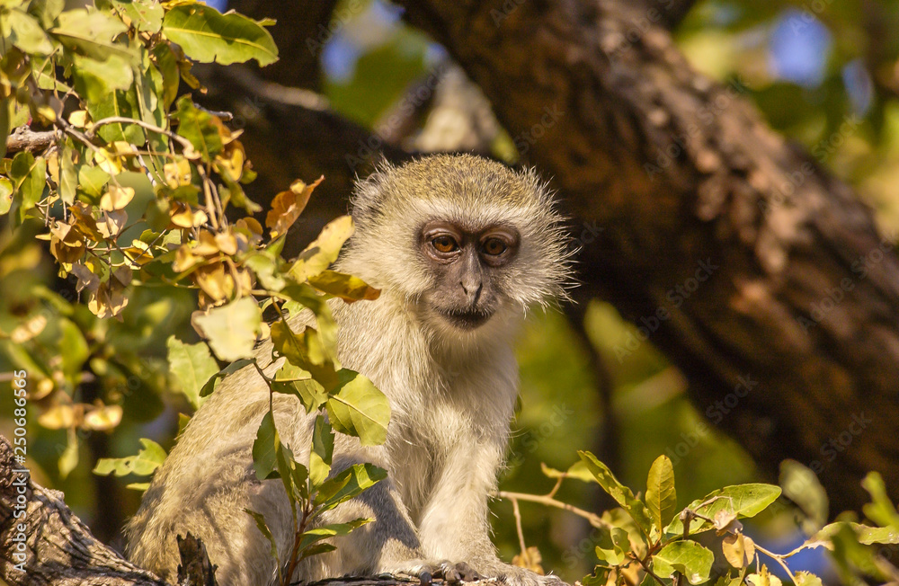 Obraz premium Vervet monkey