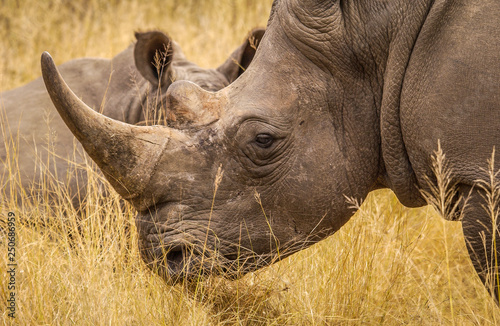 White rhinos of Matopos National Park