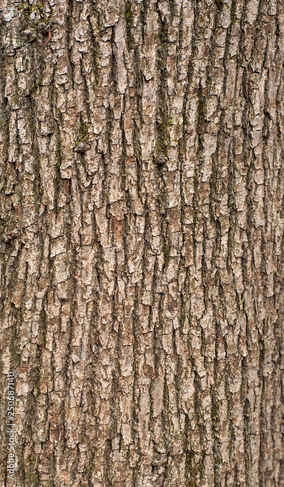 Relief texture of the brown bark of a tree with green moss on it. Vertical photo of a tree bark texture. Relief creative texture of an old oak bark. Relief texture of the brown bark of a tree with green moss on it. Vertical photo of a tree bark texture. Relief creative texture of an old oak bark.