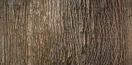Embossed texture of the brown bark of a tree with green moss and lichen on it. Expanded circular panorama of the bark of an linden.