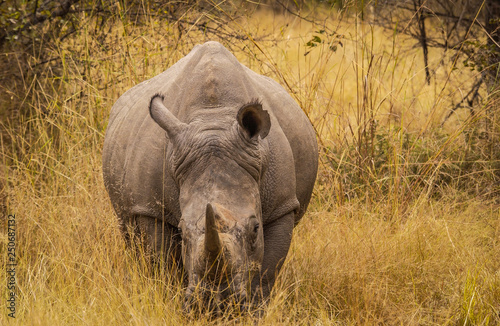 White rhino grazing