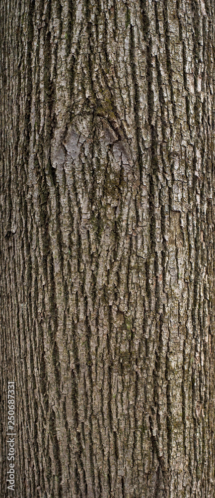 Relief texture of the brown and gray bark of a tree with green moss on it. Vertical photo of a tree bark texture. Relief creative texture of an linden bark.
