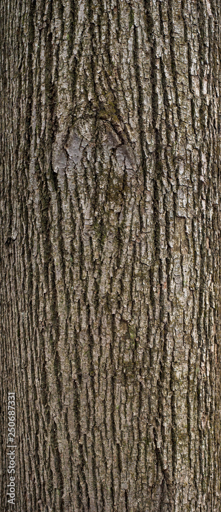 Relief texture of the brown and gray bark of a tree with green moss on it. Vertical photo of a tree bark texture. Relief creative texture of an linden bark. Relief texture of the brown and gray bark of a tree with green moss on it. Vertical photo of a tree bark texture. Relief creative texture of an linden bark.