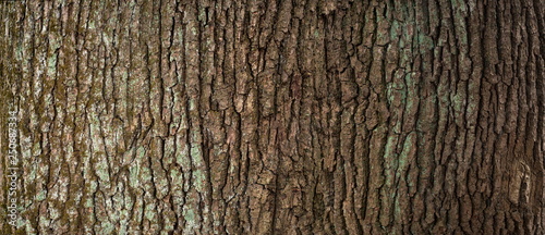 Embossed texture of the brown bark of a tree with green moss and lichen on it. Expanded circular panorama of the bark of an oak. photo