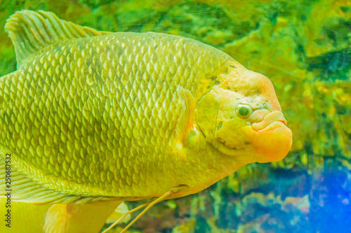 Giant gourami (Osphronemus goramy)fish, a species of large gourami native to Southeast Asia. It lives in fresh or brackish water, particularly slow-moving areas such as swamps, lakes, and large rivers © kampwit