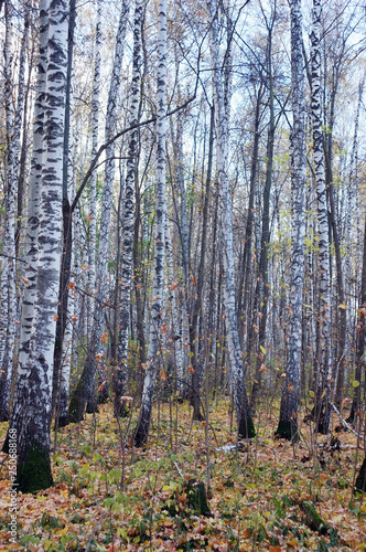 Fototapeta Naklejka Na Ścianę i Meble -  birches in the spring forest
