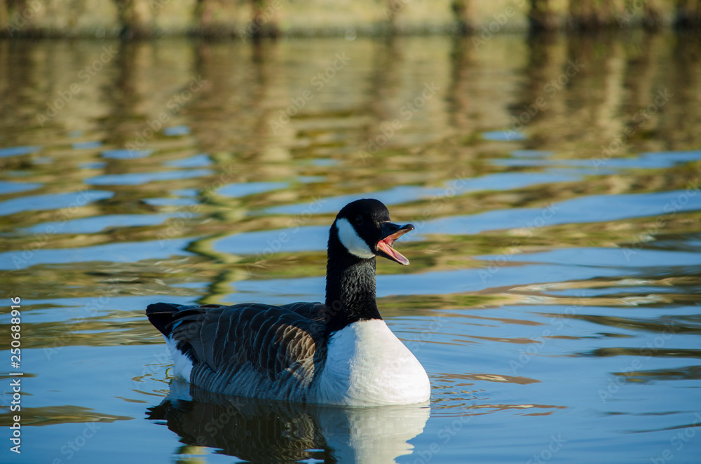 Obraz premium portrait of a goose