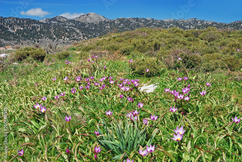 The Baker  s Tulip  Tulipa bakeri   an endemic plant of western Crete