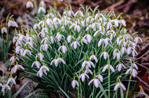 white snowdrops in the forest
