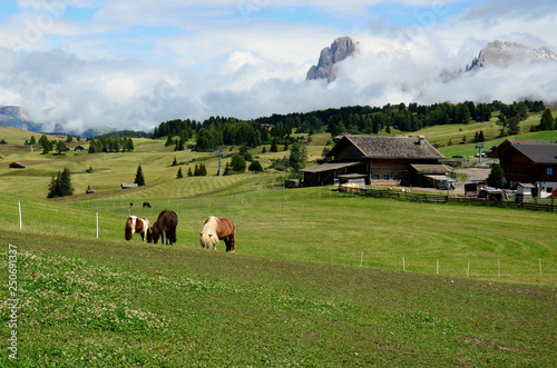 Mountain landscape with horses and hut.  Parco naturale Gruppo di Tessa. Natural Park Gruppo di Tessa. Italy photo