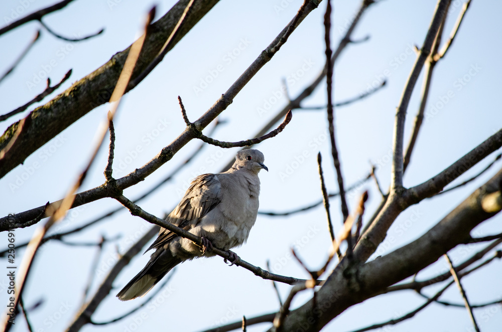 Fototapeta premium dove, pigeon on a branch