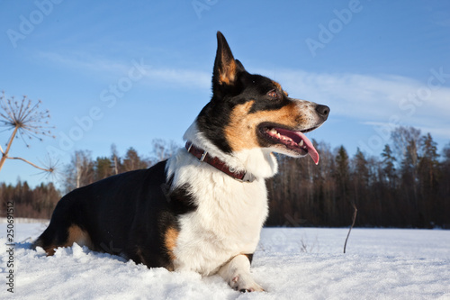 Welsh Corgi Cardigan on a sunny snowy field in nature in winter