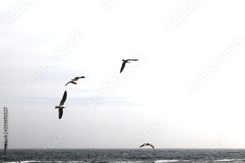 seagulls over the borderless sea