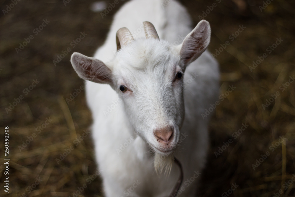 Goat looking up portrait Goat looking up portrait