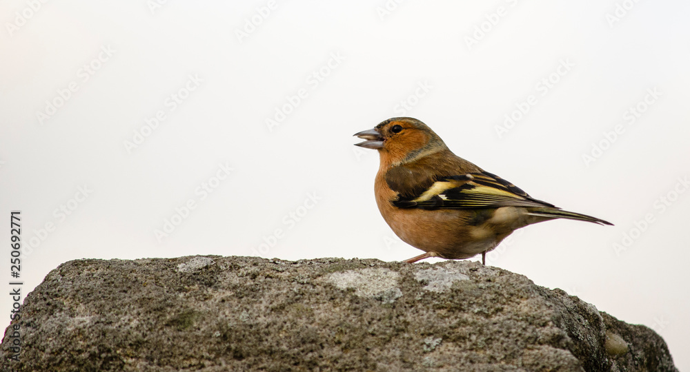 robin on a branch/ stone rock