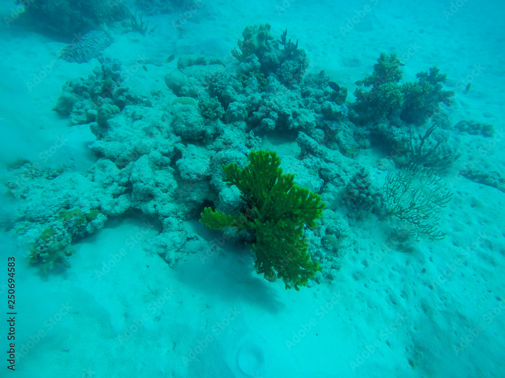 Great barrier reef, Australia